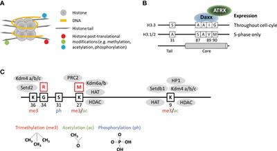 Frontiers | Chromatin mutations in pediatric high grade gliomas